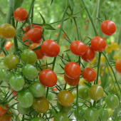  - Tomàquet, tomates cherry