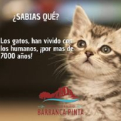  - Barranca pinta