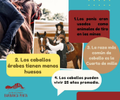  - Barranca pinta