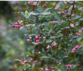  - SOCIEDAD PRODUCTORA DE BERRY DE CALIDAD DE LA SIERRA