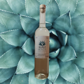  - Agave Mestizo