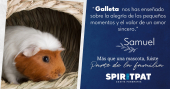  - SPIRITPAT Casita Funeraria para mascotas