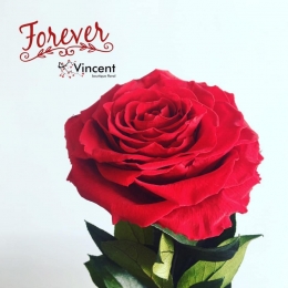 Vincent Boutique Floral - Puebla