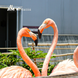 Acuario Michin Puebla - Puebla
