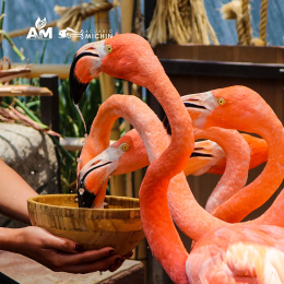 Acuario Michin Puebla - Puebla