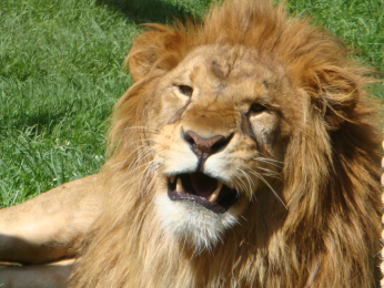Zoo Parque Loro - Puebla