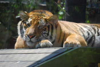 Zoo Parque Loro - Puebla