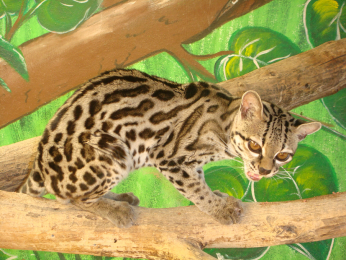 Zoo Parque Loro - Puebla