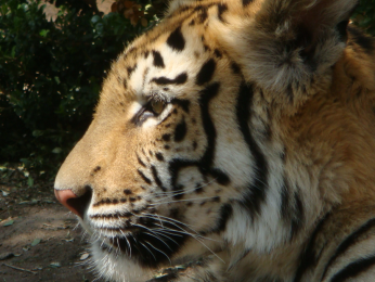 Zoo Parque Loro - Puebla