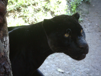 Zoo Parque Loro - Puebla