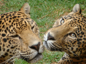 Zoo Parque Loro - Puebla